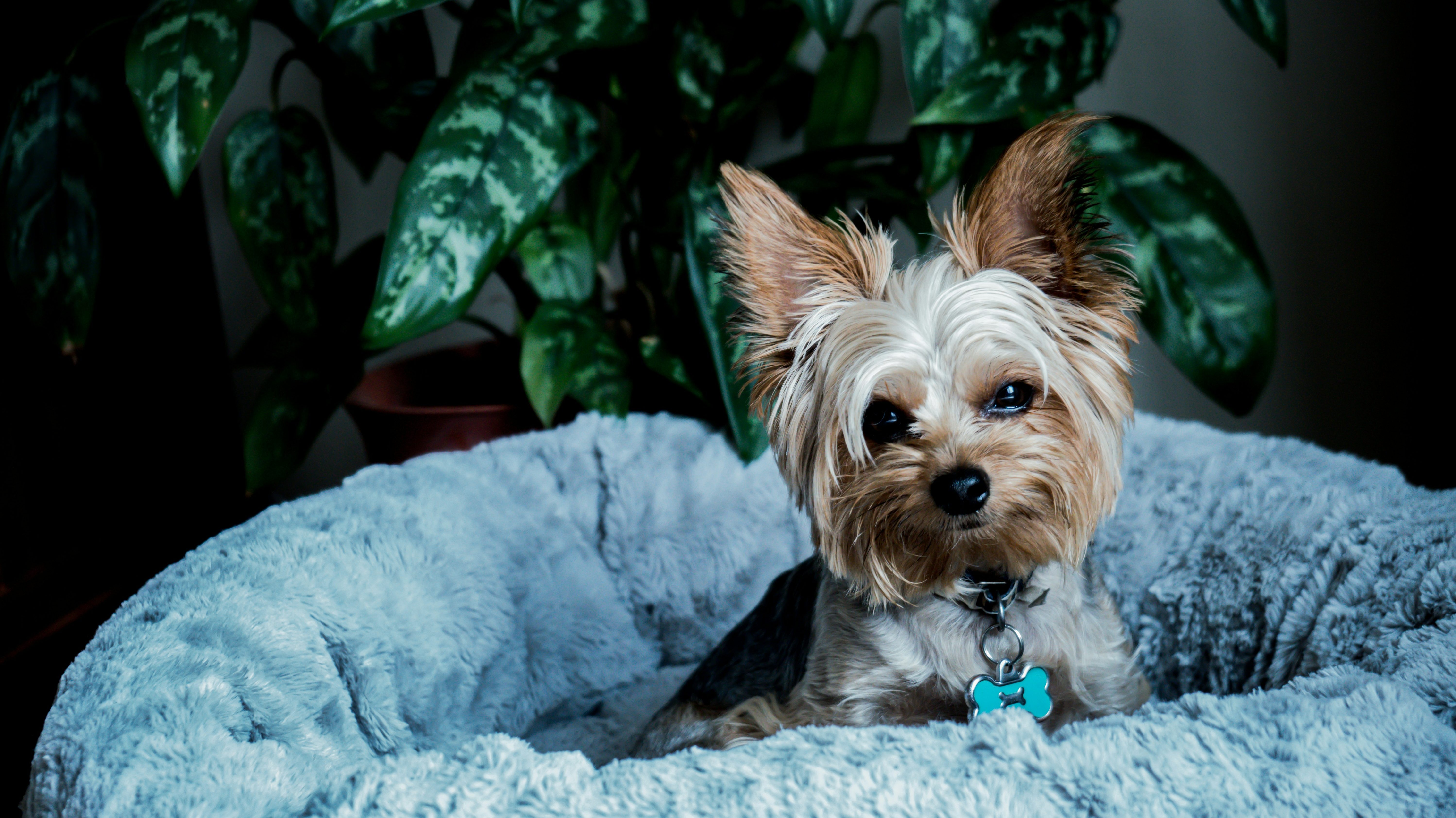 Small Dog