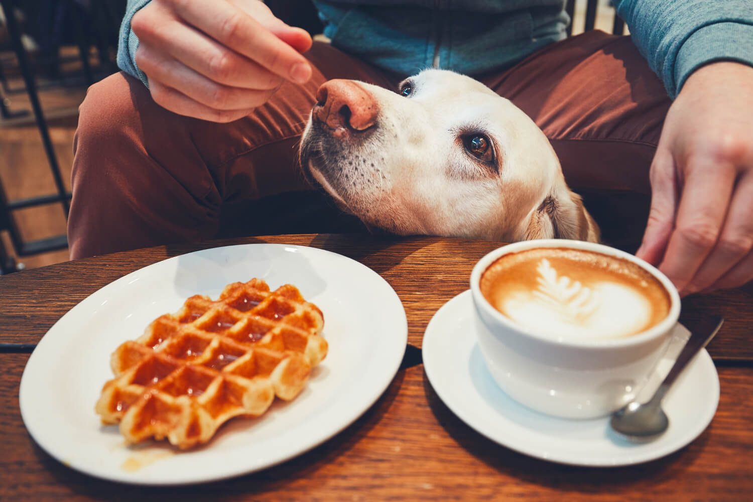 Austin-dog-friendly-restaurants