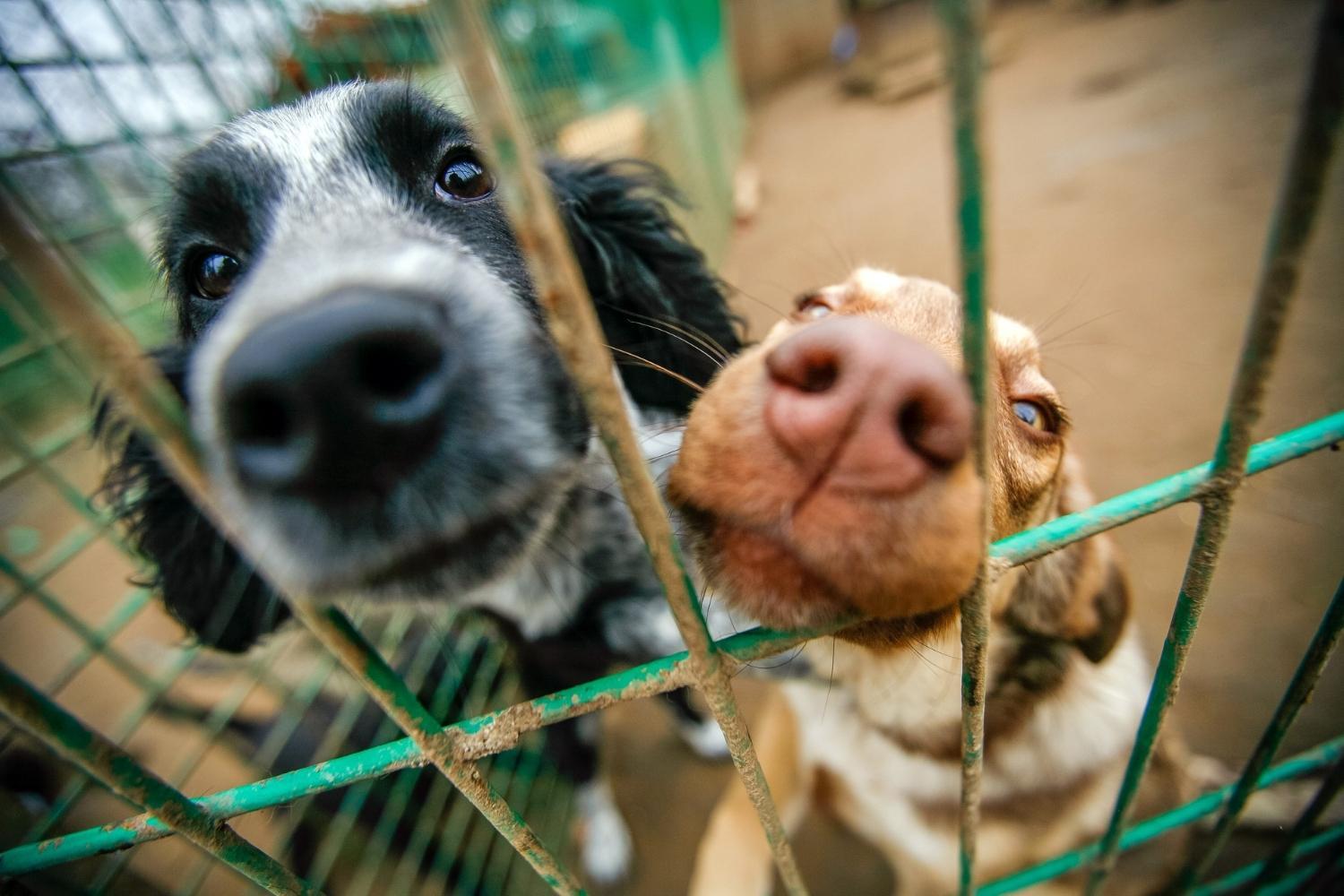 Adopt dogs in Portland