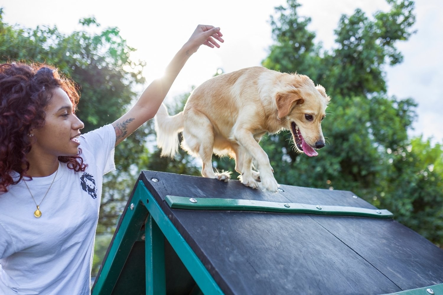 Dog Agility in San Antonio