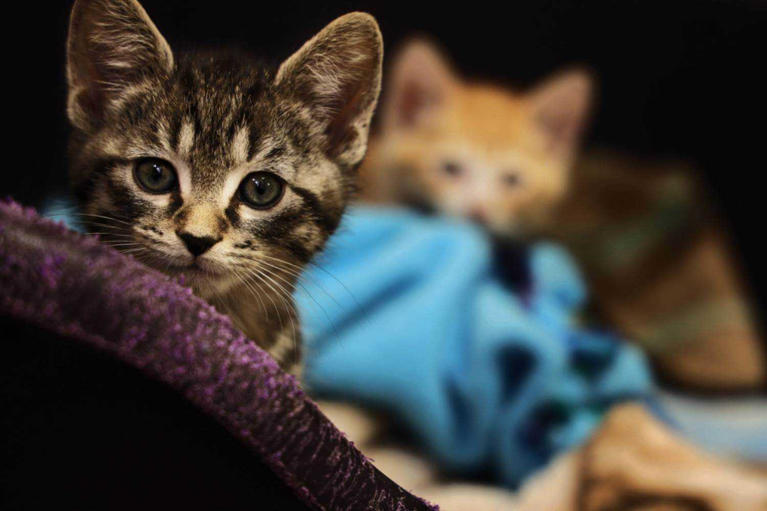 Albuquerque Cats Watching Camera