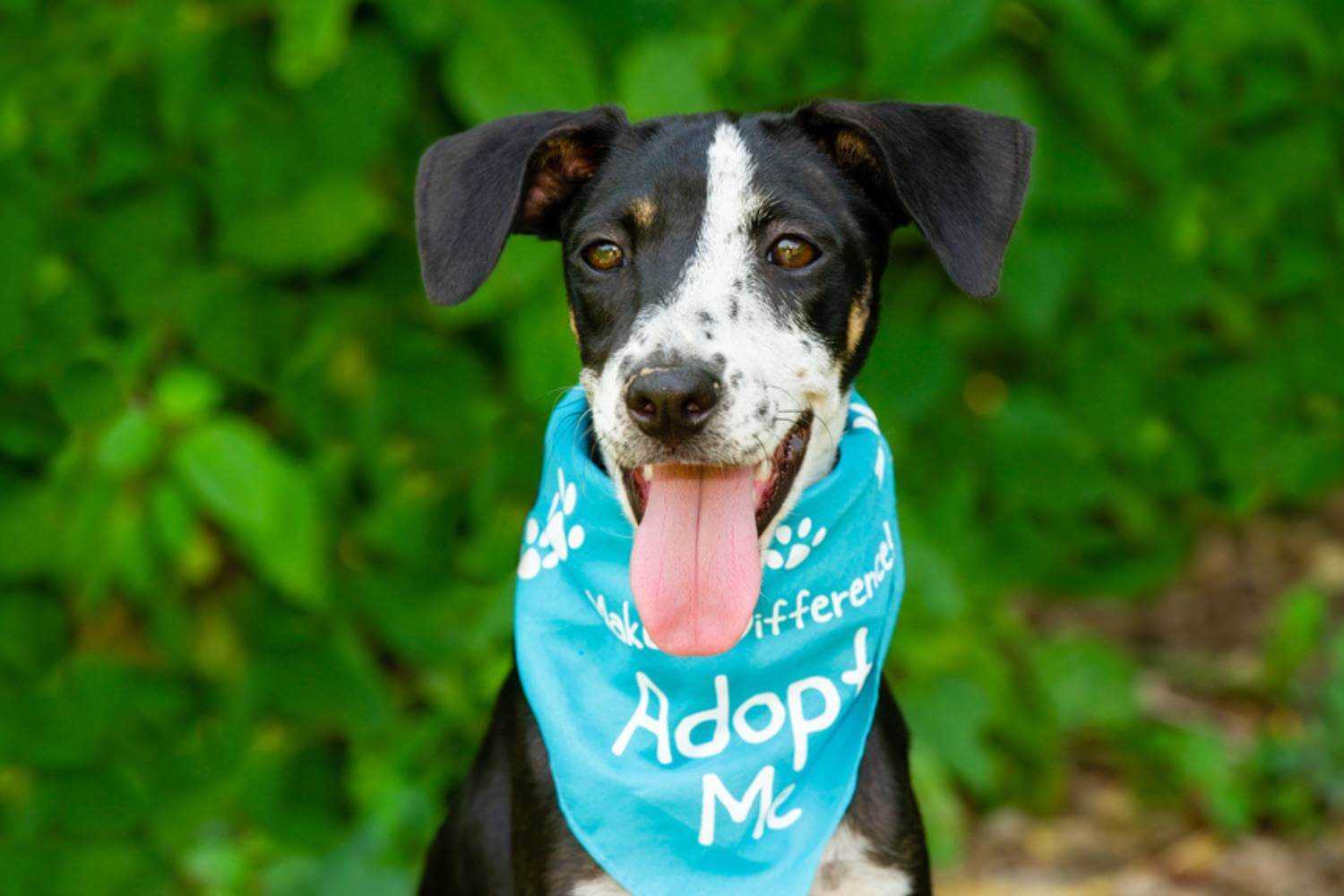 Albuquerque Dog Waiting for Adoption