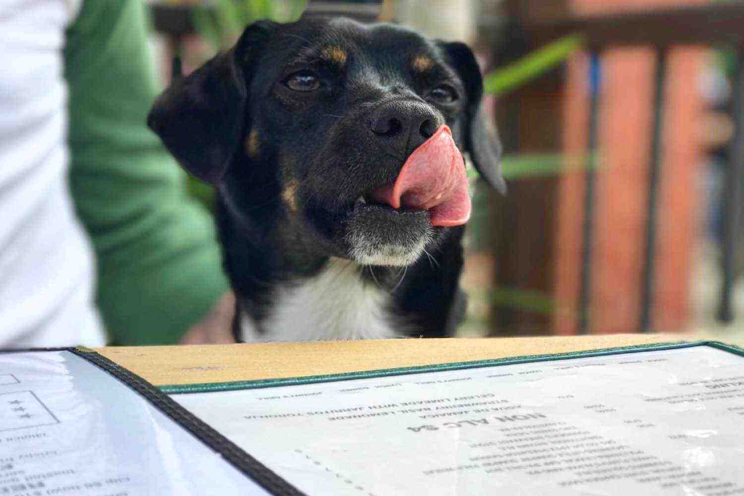 Albuquerque, NM Dog At Restaurant