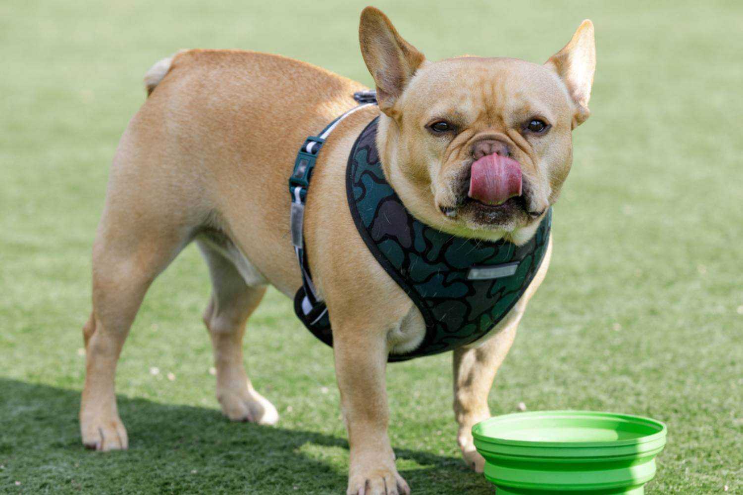 Anaheim CA Dog Drinking Water at Park