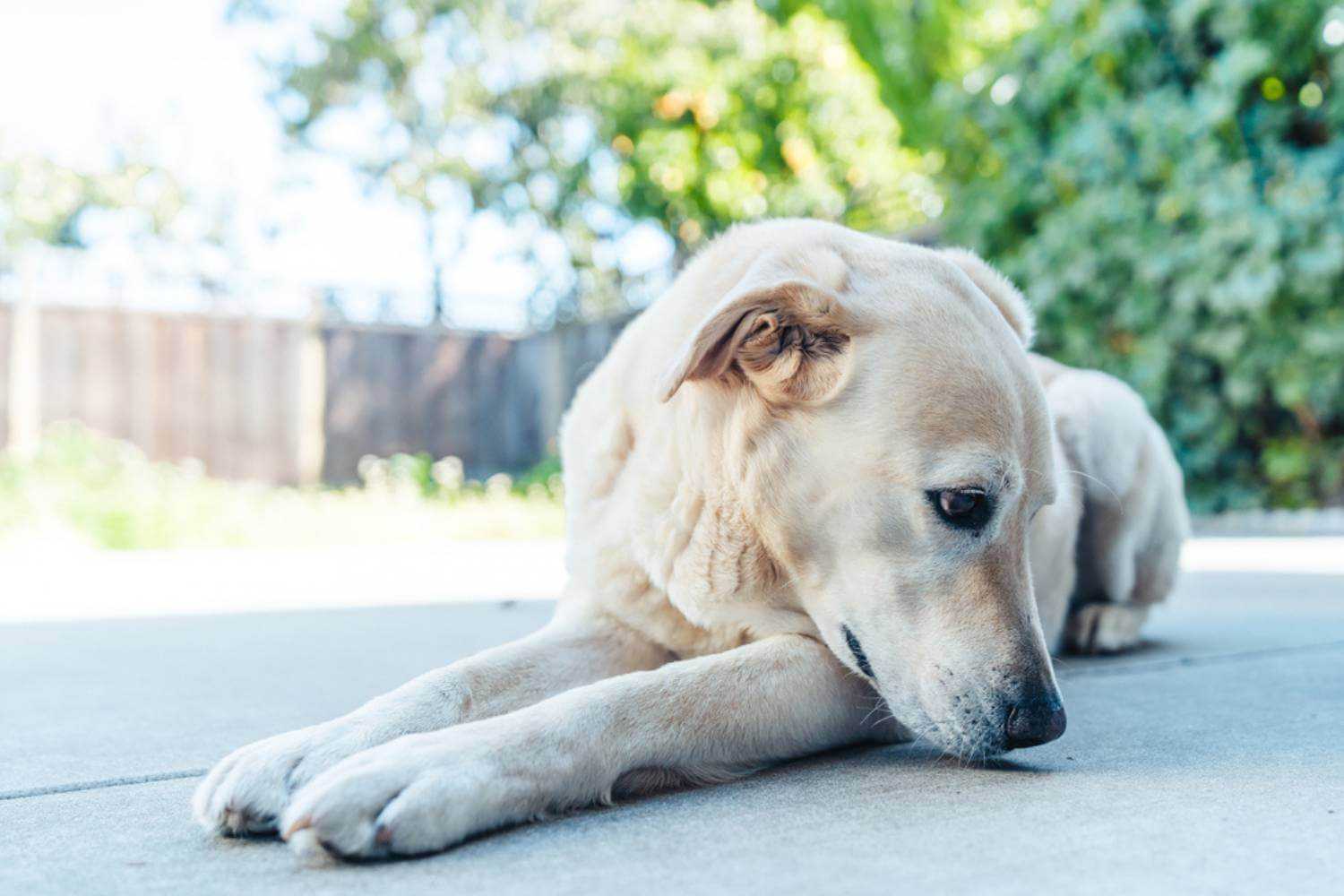 Anaheim CA Dog Laying on Patio