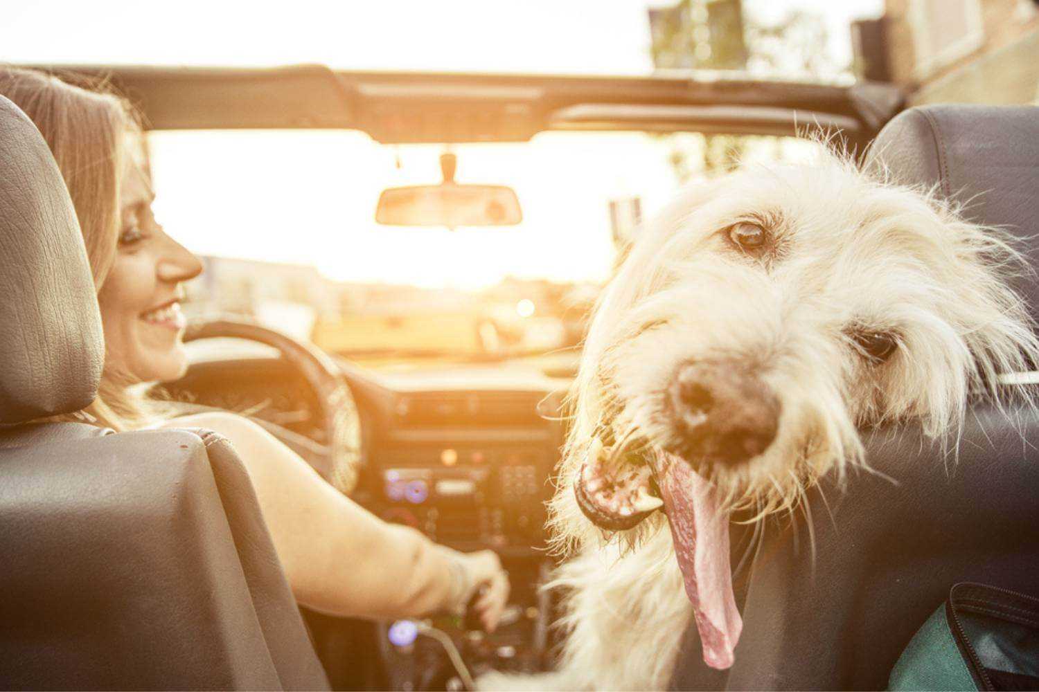 Anaheim CA Silly Dog in Car