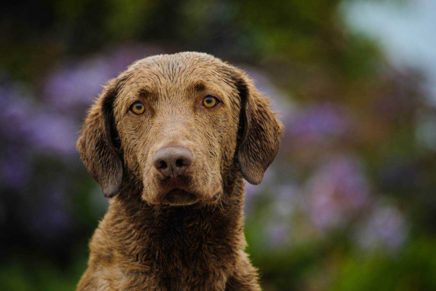 Anaheim CA Wet Dog