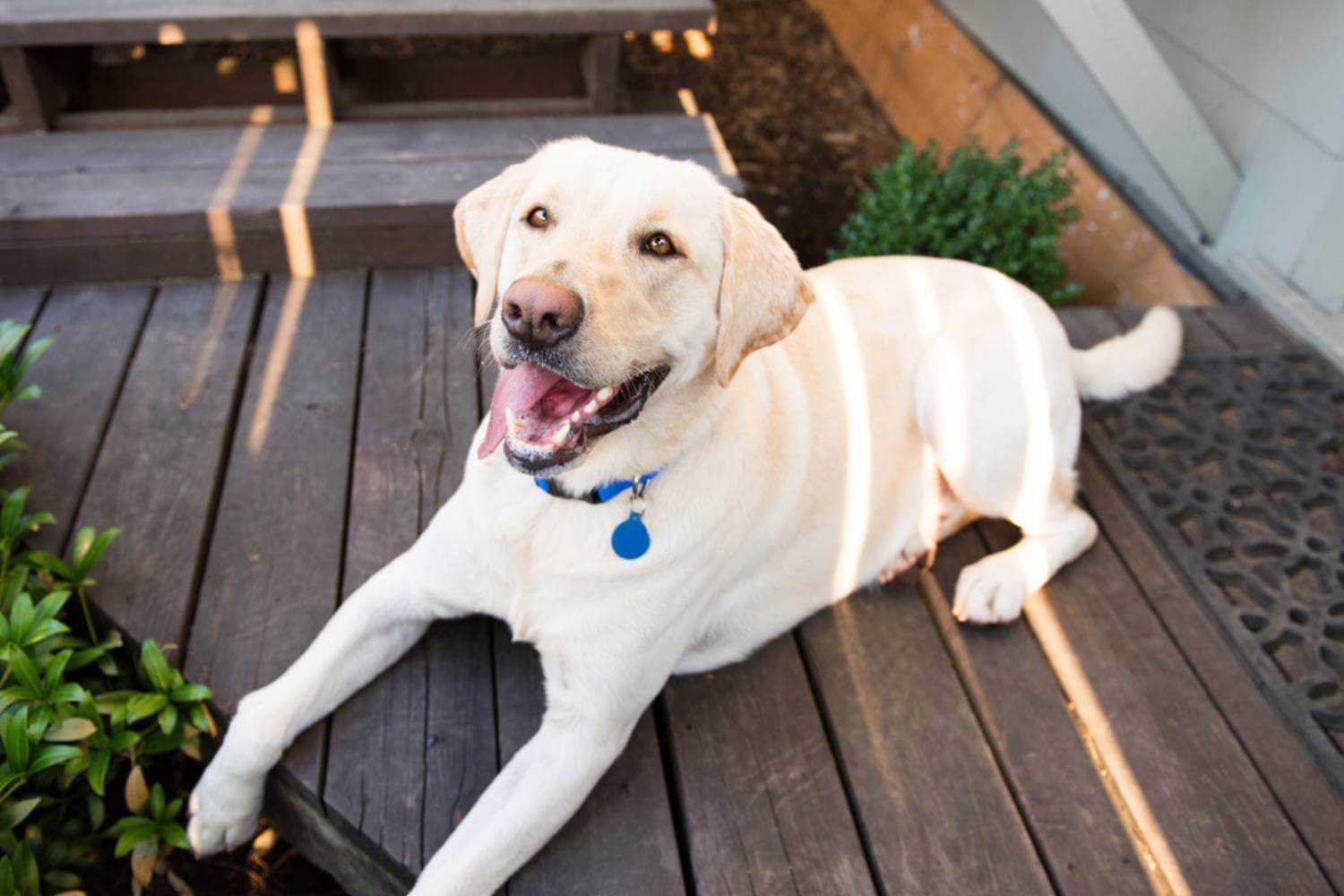 Arlington TX Dog Sitting on Patio