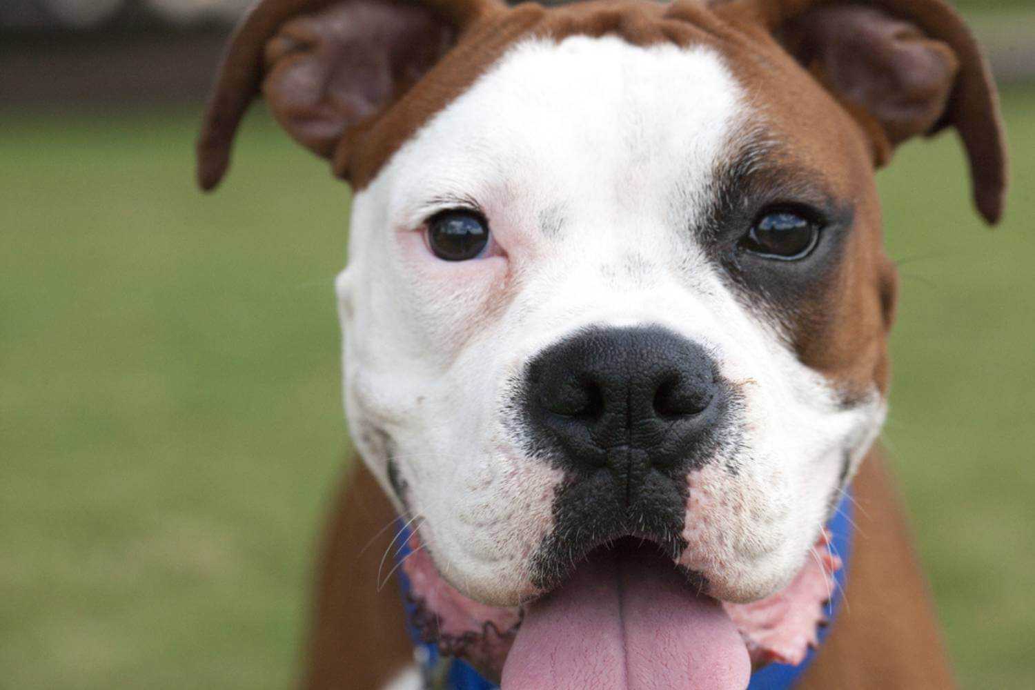 Arlington TX Dog Smiling at Park