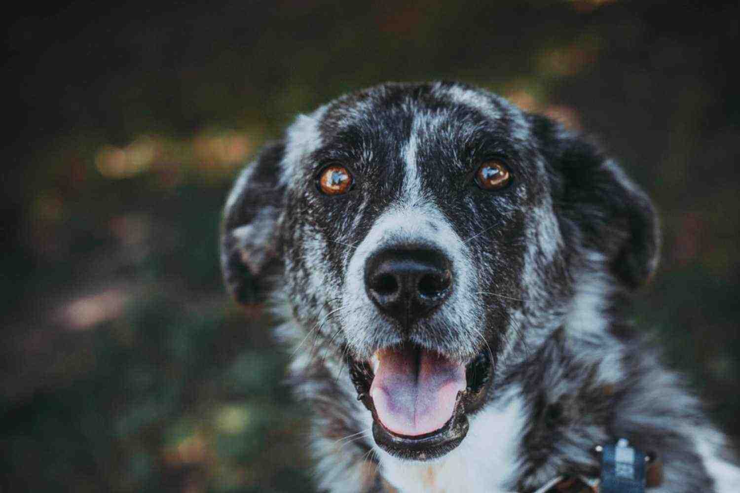 Atlanta GA Adoptable Dog