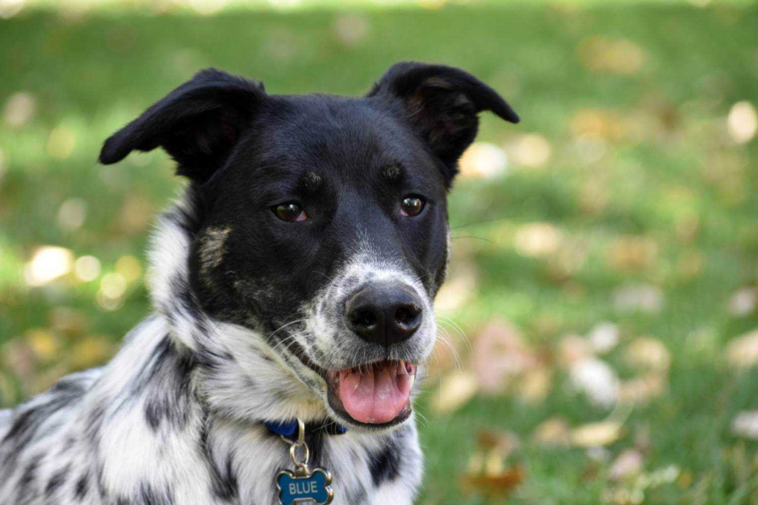 Aurora, CO Dog at Park