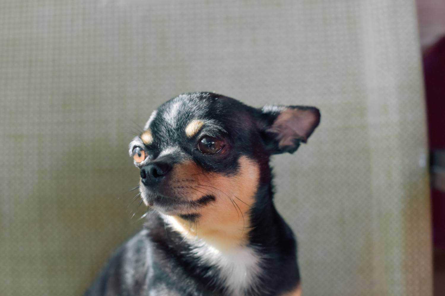 Aurora, CO Dog on Chair at Patio