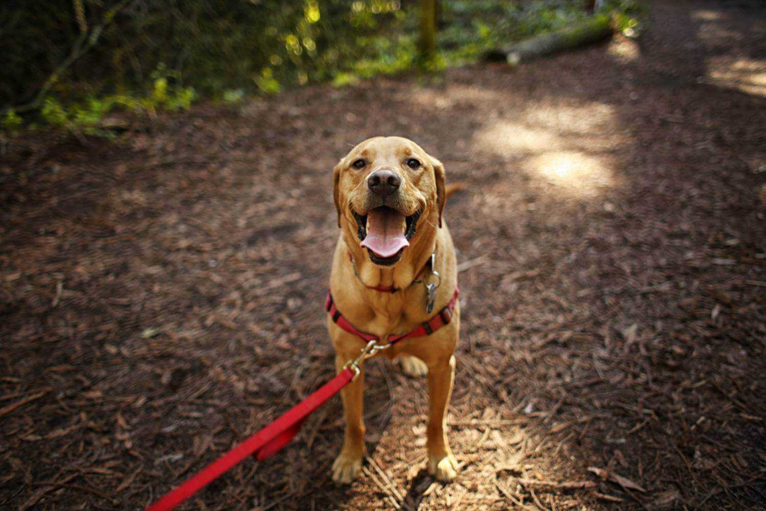 Aurora, CO Dog on Trail