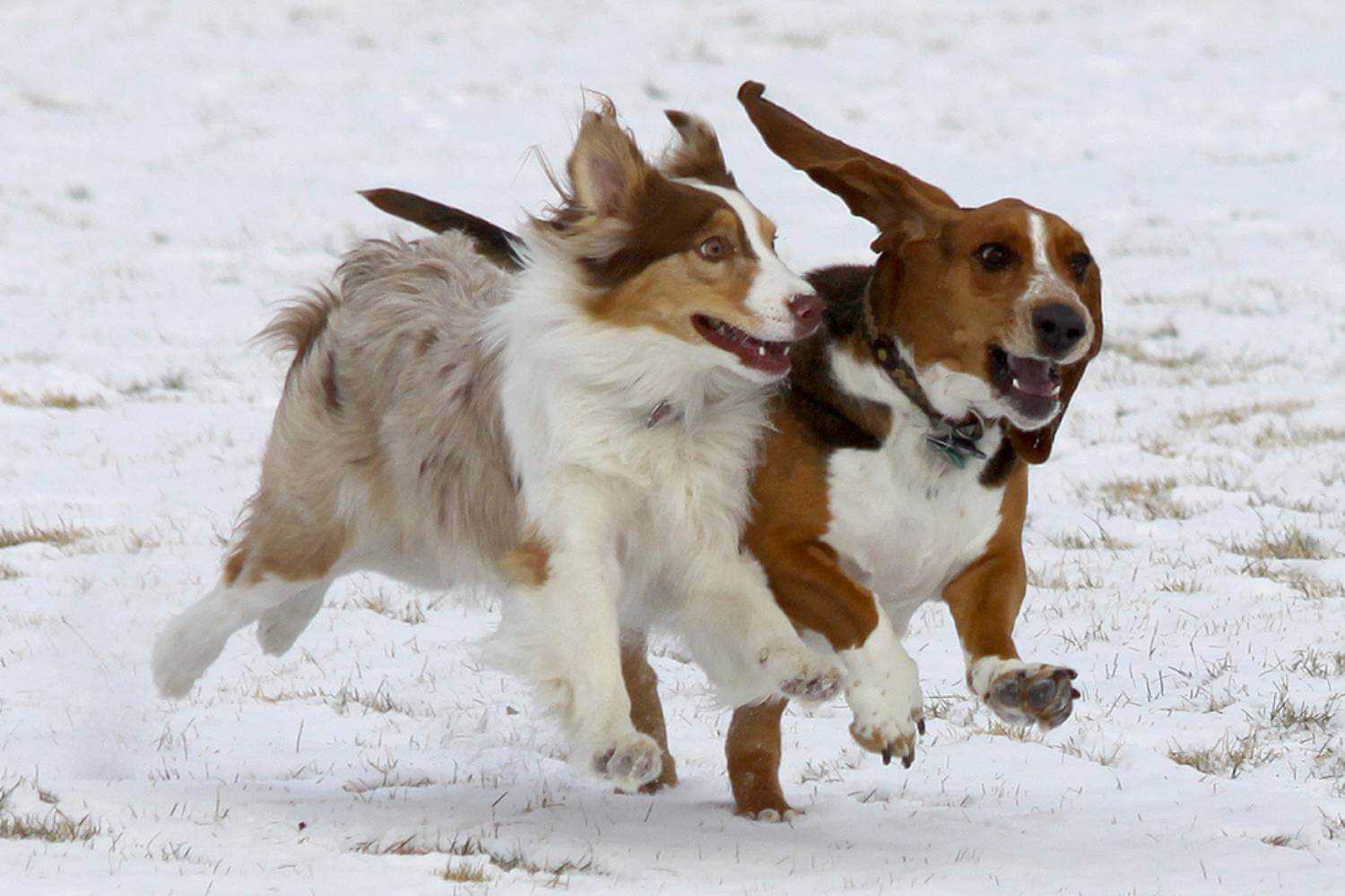 Aurora, CO Dogs Playing in Snow