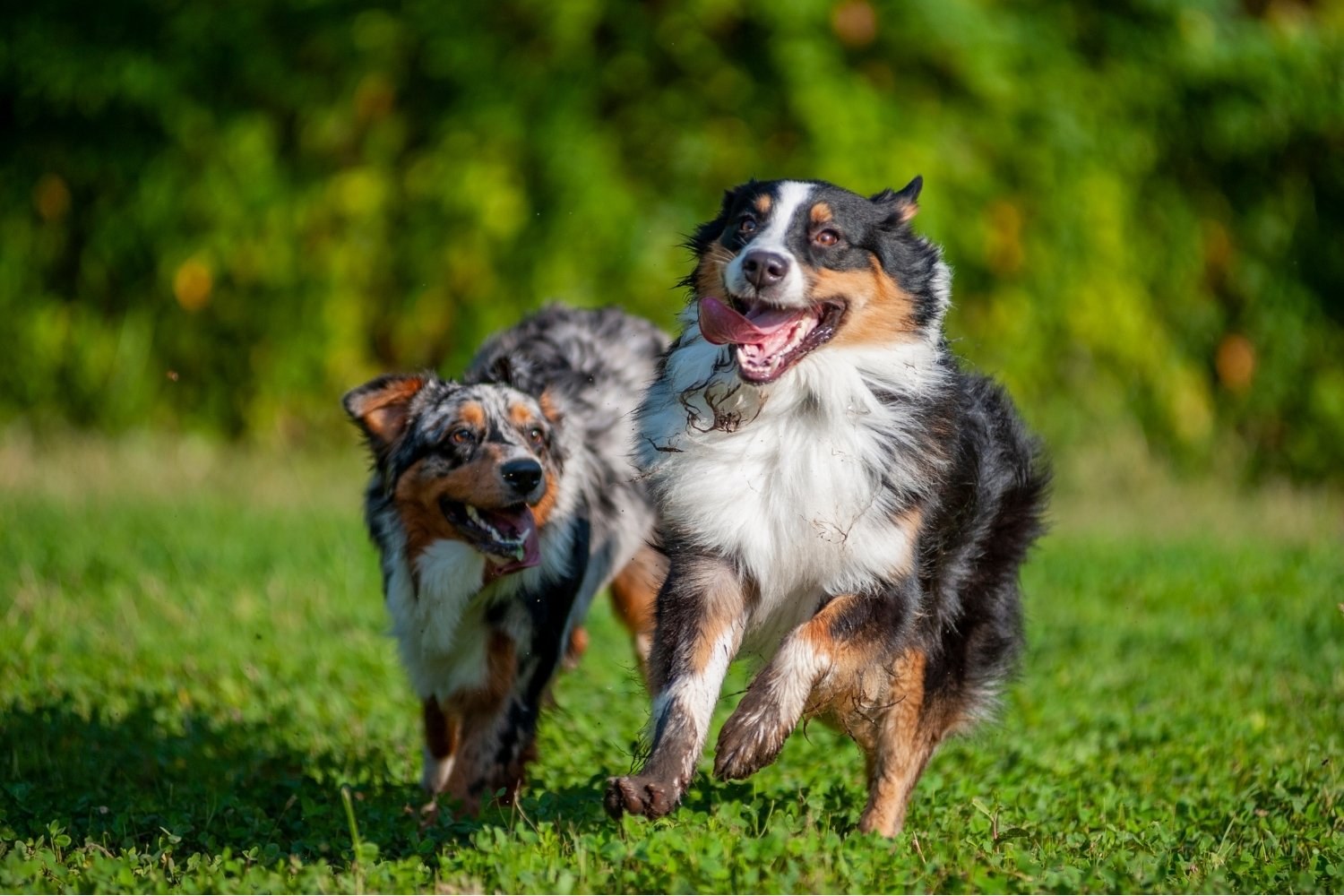 Aussies Running in San Antonio Dog Park