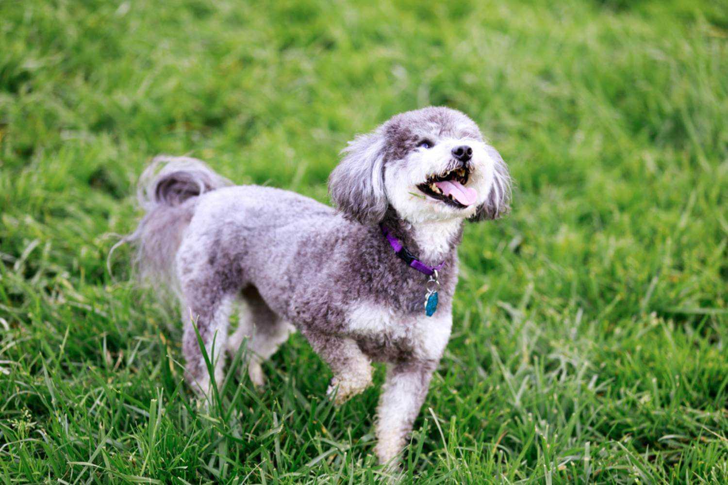 Bakersfield CA Dog in Grass