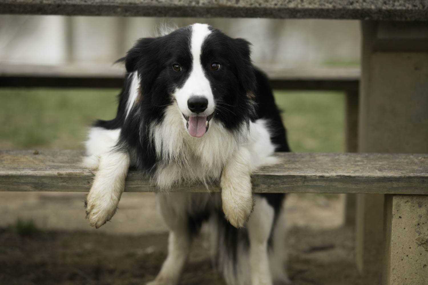 Bakersfield CA Dog on Picnic Table