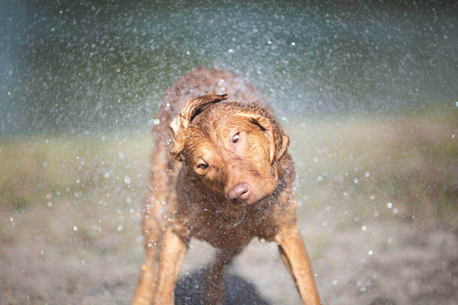 Baltimore Dog Shaking Off After Swimming