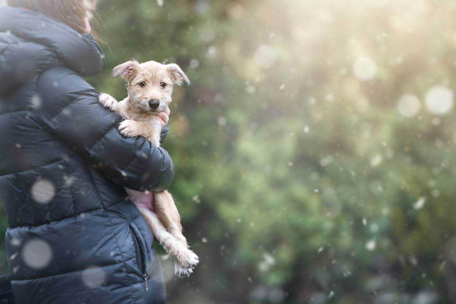 Baltimore Puppy Getting Adopted