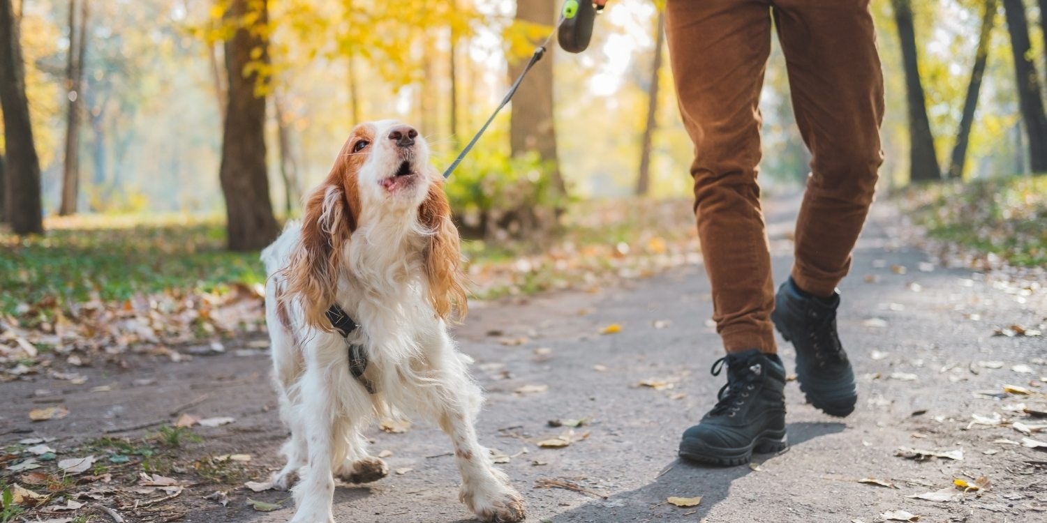 Here are some helpful tips to identify stressful situations for your dog and avoid them. Let's get that barking under control!