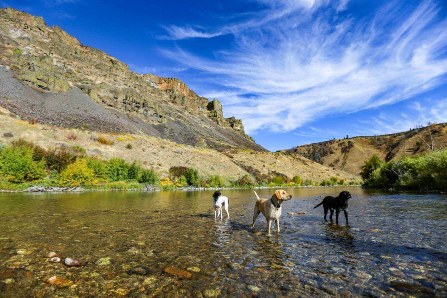 Boise Dogs Playing in River