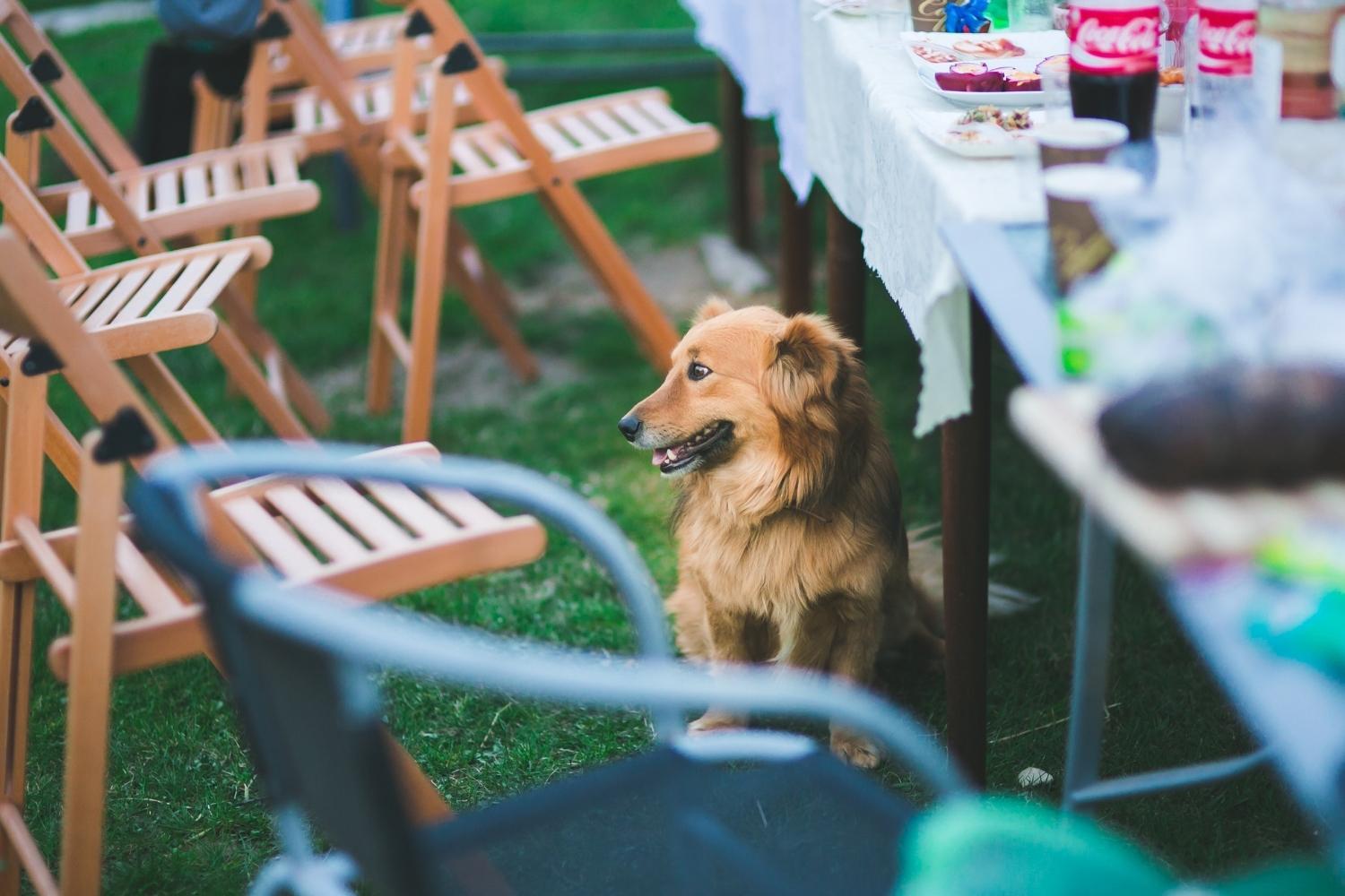 dog eating snacks in boston