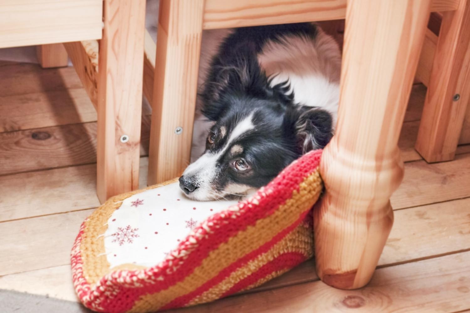 dog under table in boston