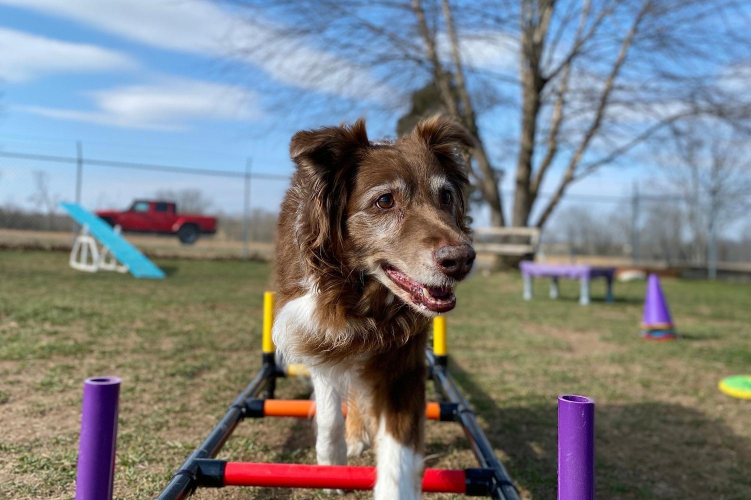 Boston Dog Parks Agility