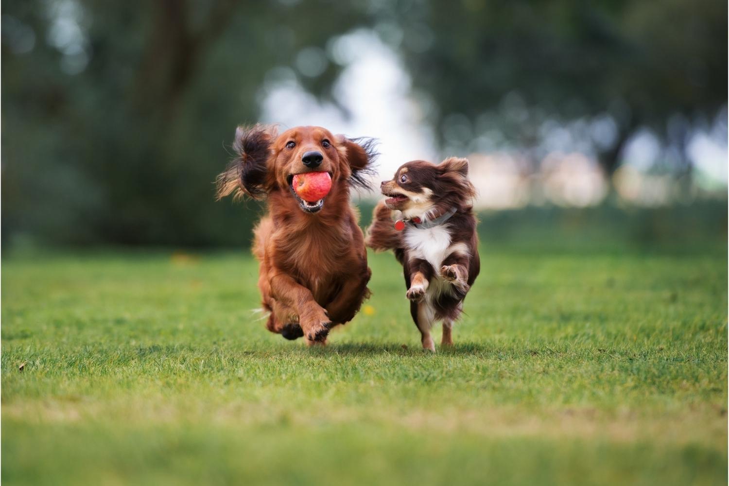 Boston Dog Parks Little Dogs