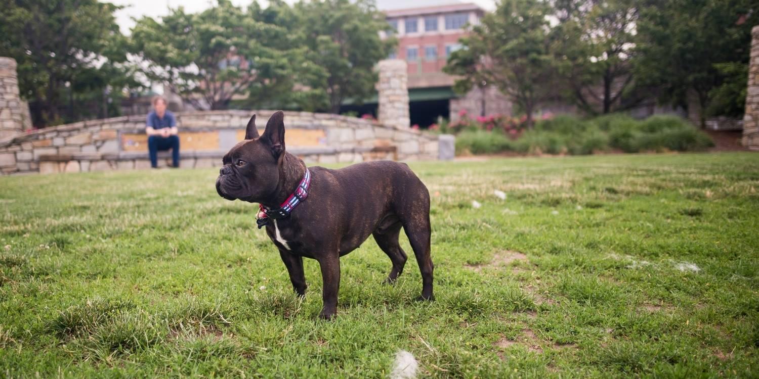 Boston Dog Parks