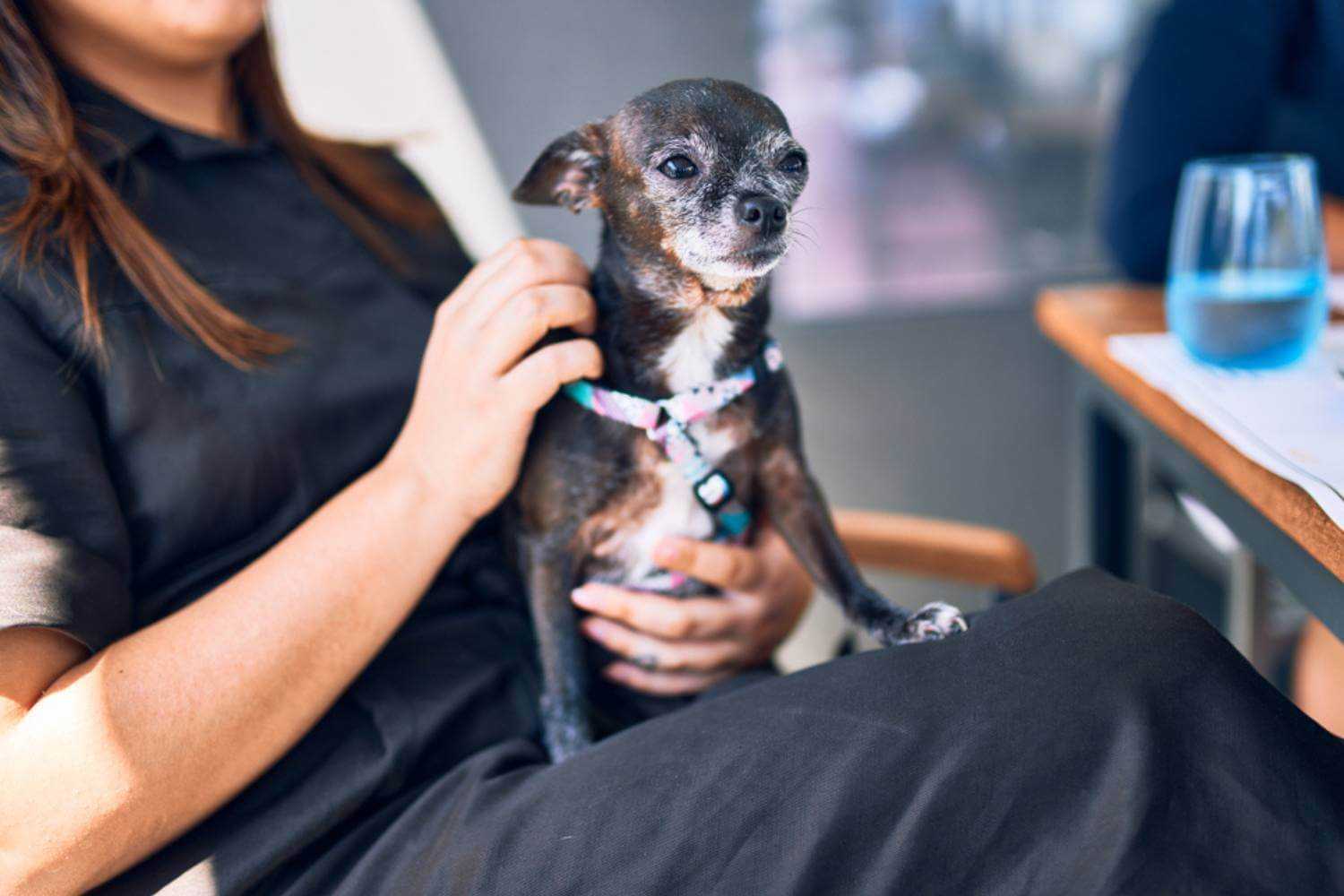 Bronx NY Dog Sitting on Woman's Lap on Patio