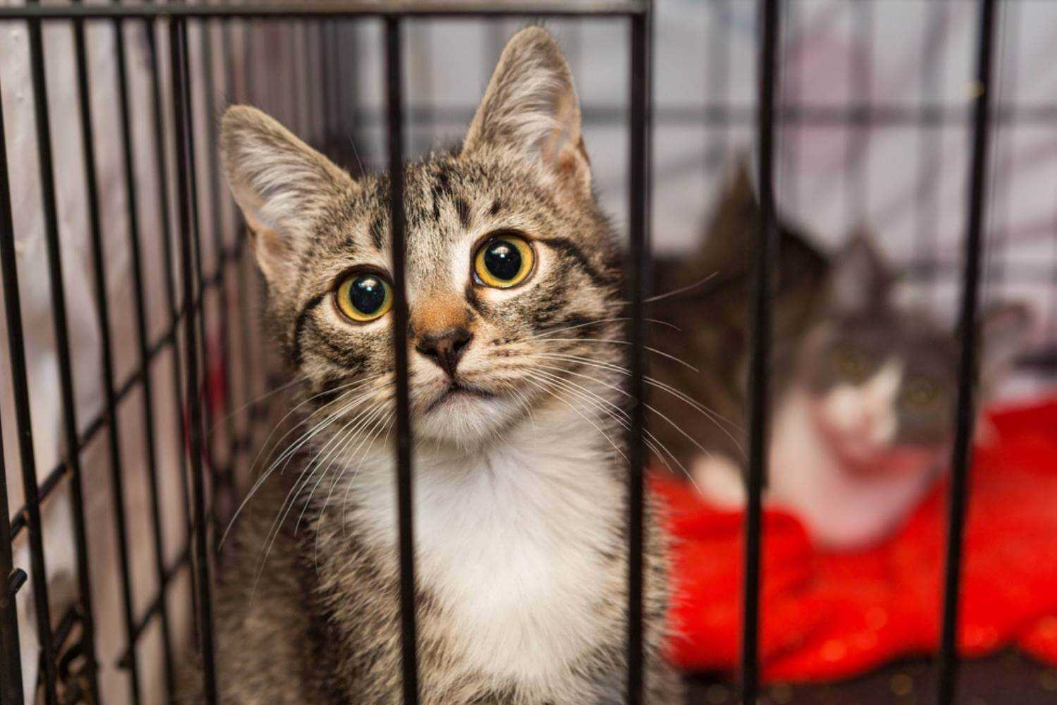 Brooklyn Cat Waiting at Shelter