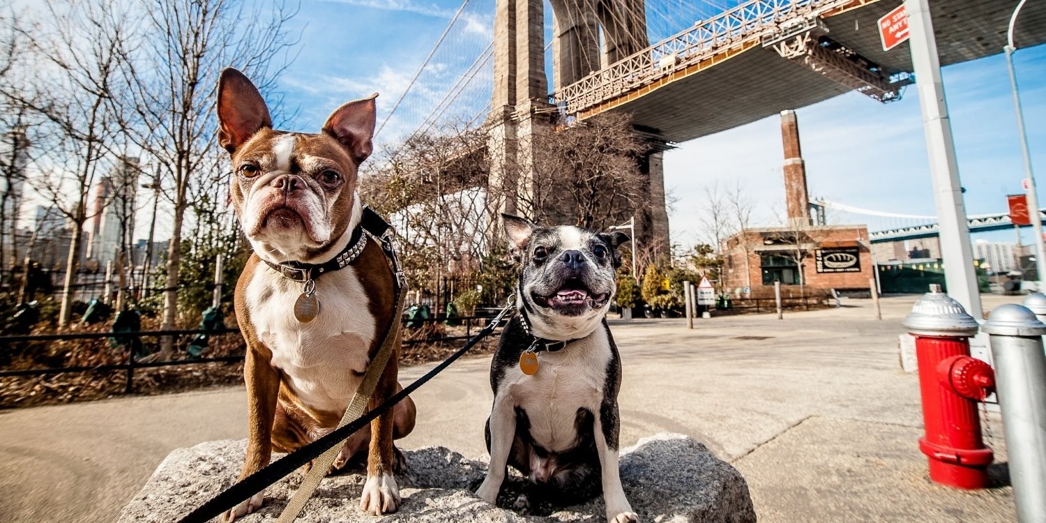 Brooklyn-Dog-Friendly-Restaurants