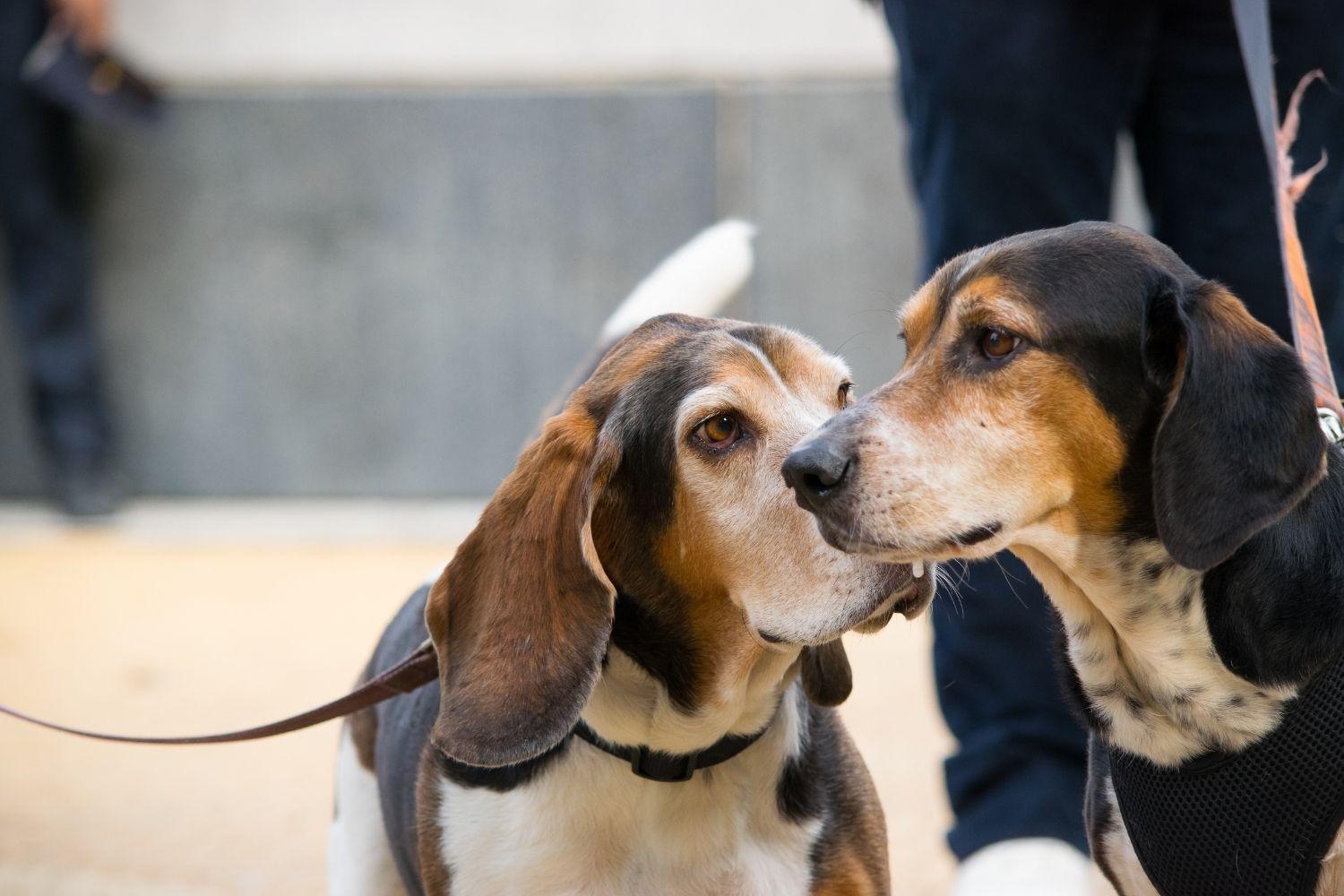 Hounds at park