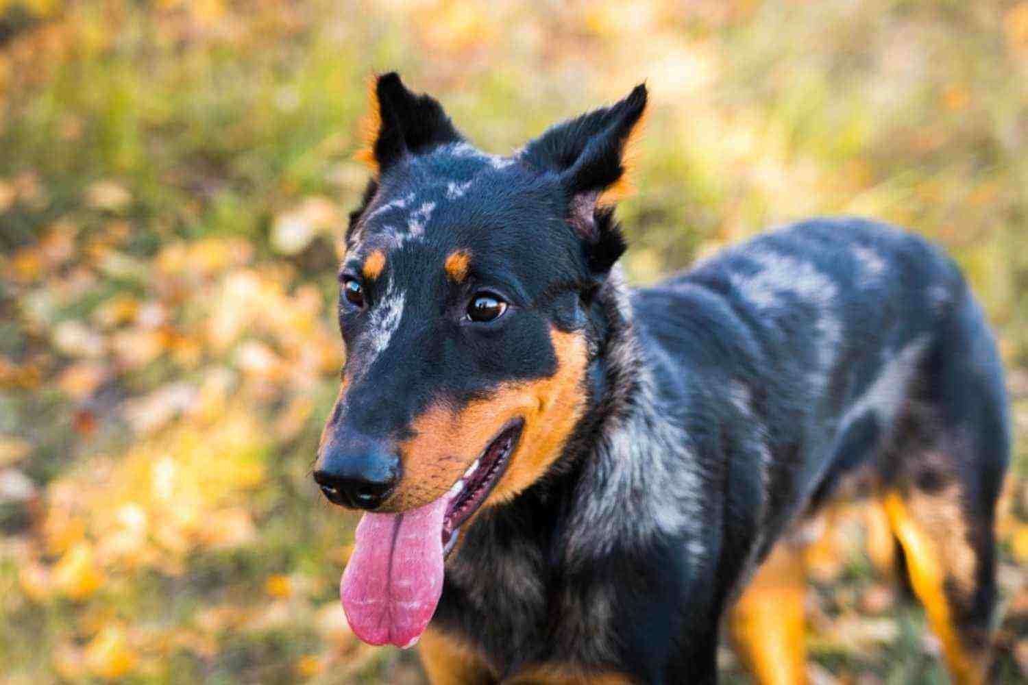 Buffalo NY Dog Parks Dog Enjoying Sun