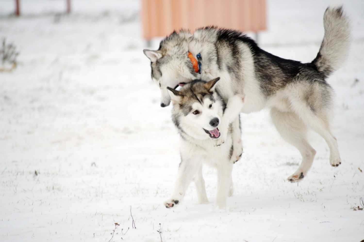 Buffalo NY Dog Parks Dogs Wrestling