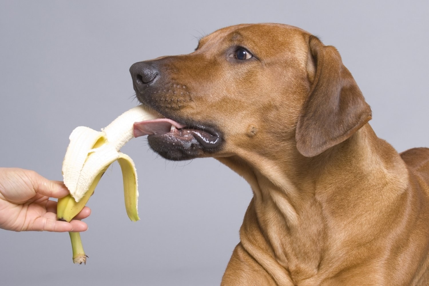 Dog eating banana