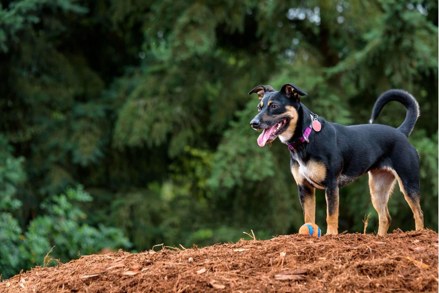 Chicago pet-friendly dog on a hill with ball