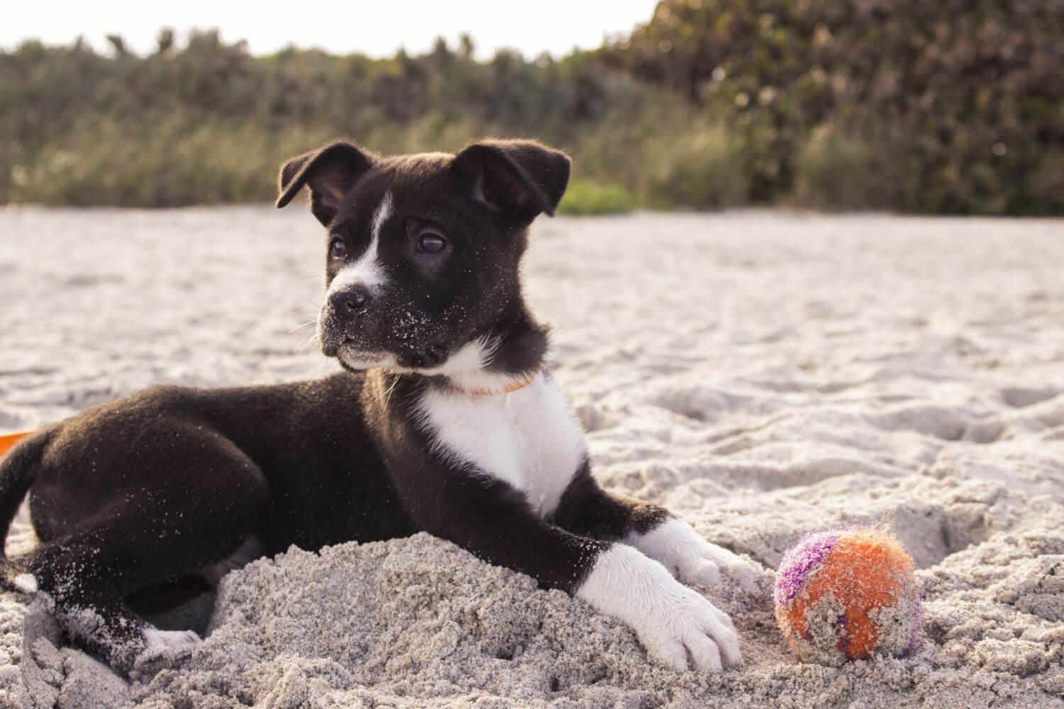 Chicago pet-friendly puppy at beach