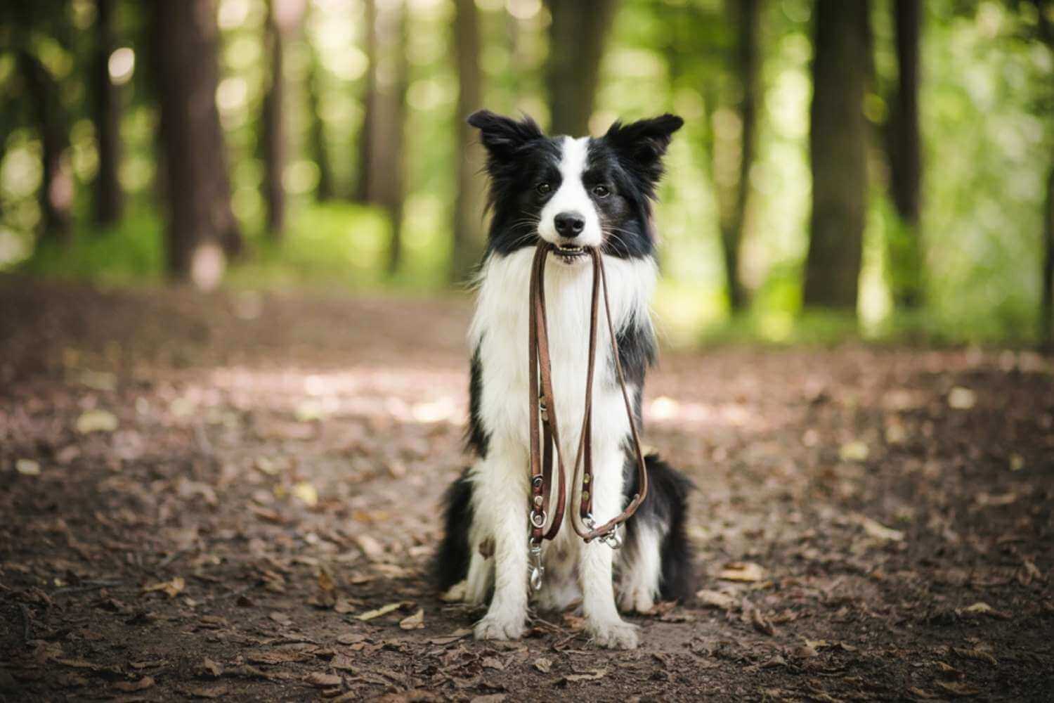 Cincinnati Dog Holding Leash in Mouth