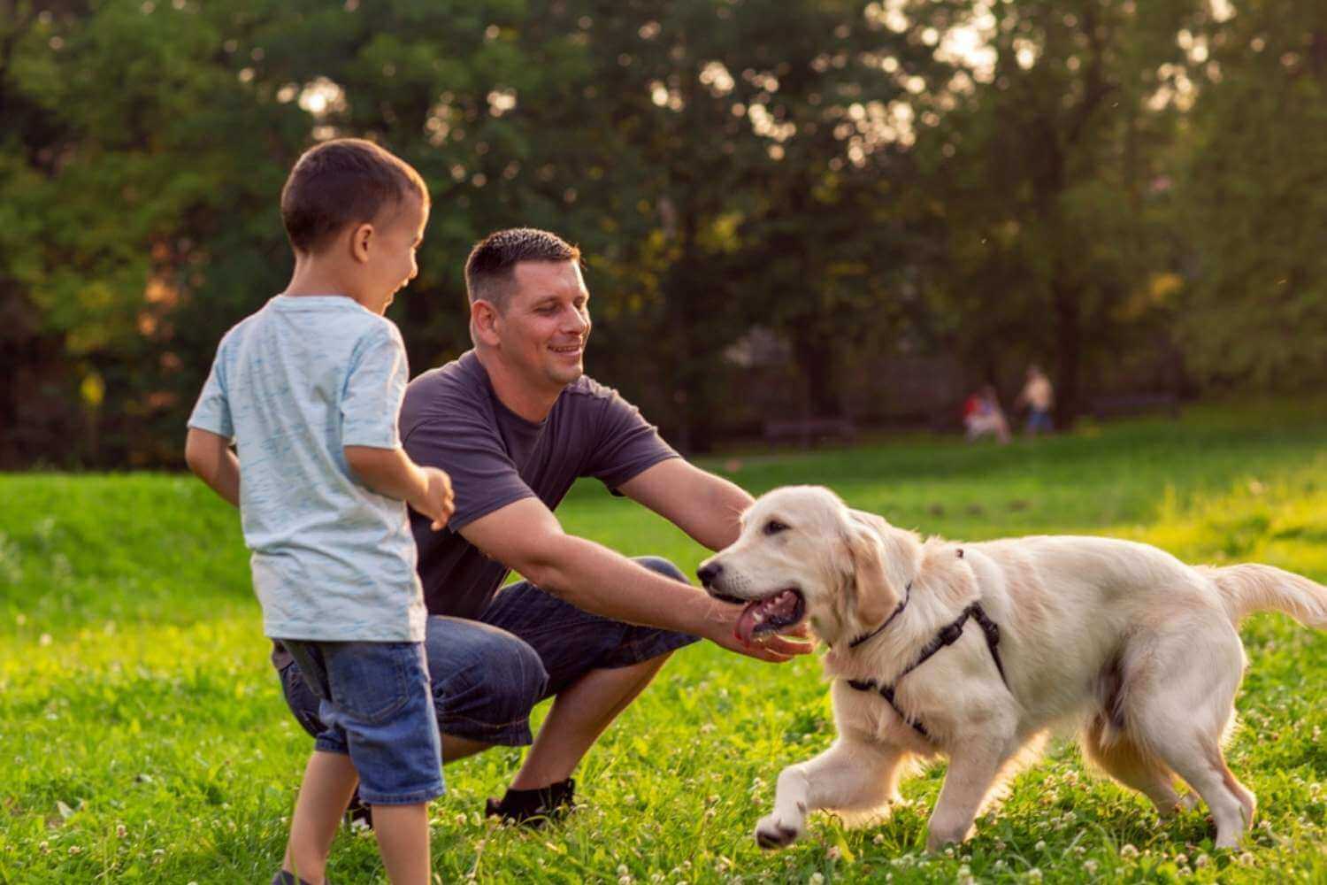 Cincinnati Dog Playing in Park