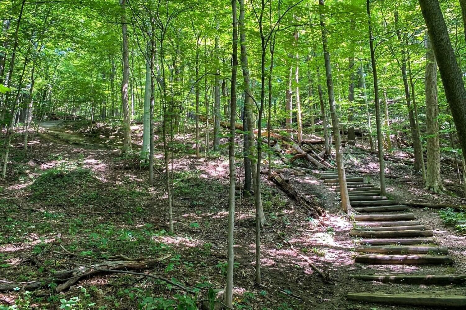 Wooded Trail