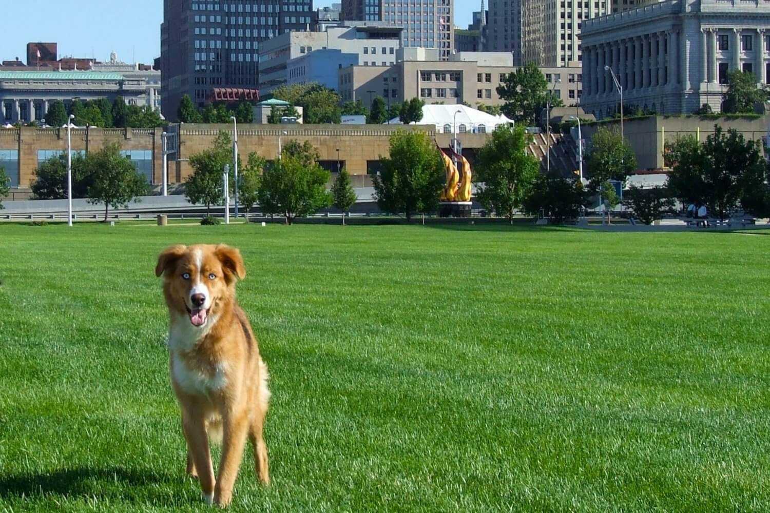 Cleveland downtown Dog Park