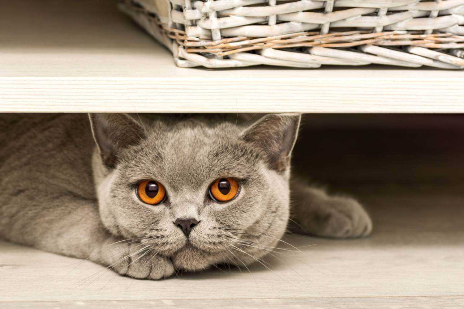 Colorado Springs Cat Under Table