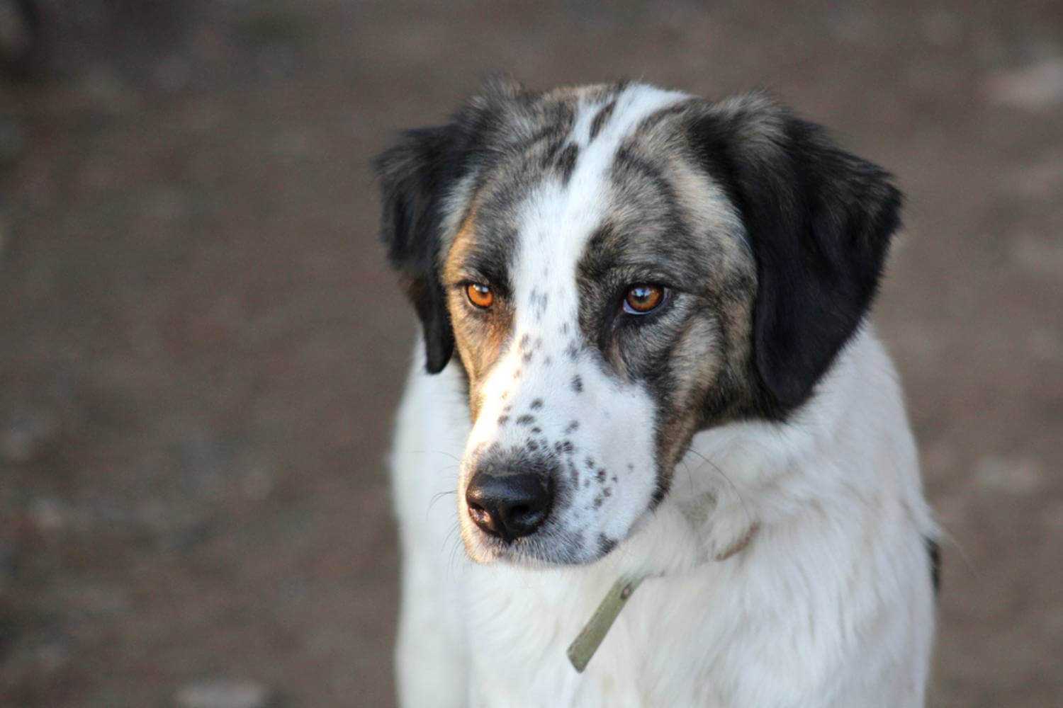 Colorado Springs Dog Waiting to be Adopted