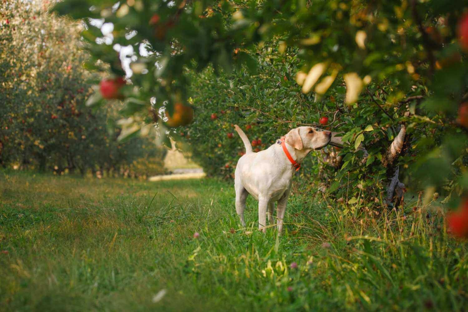 Columbus Dog in Orchard