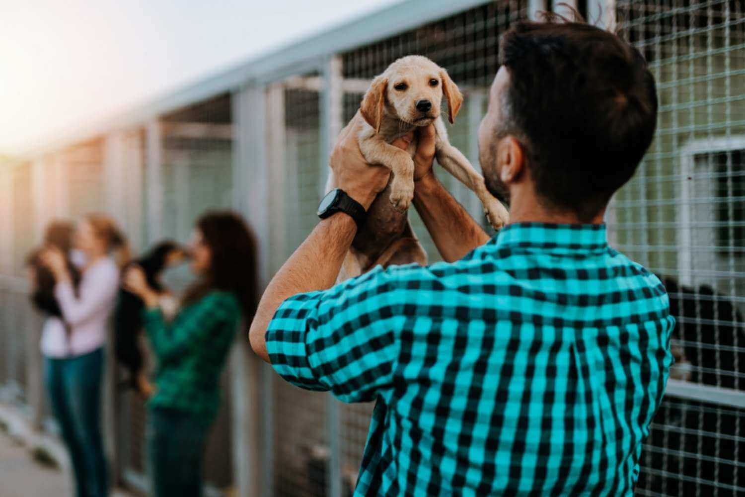 Columbus Puppy Being Adopted