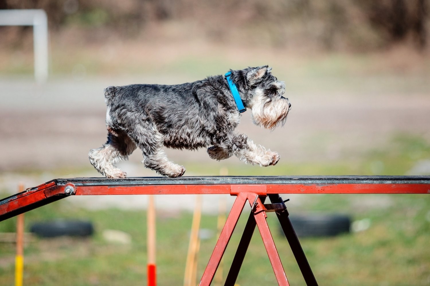 Columbus-dog-park - dog agility