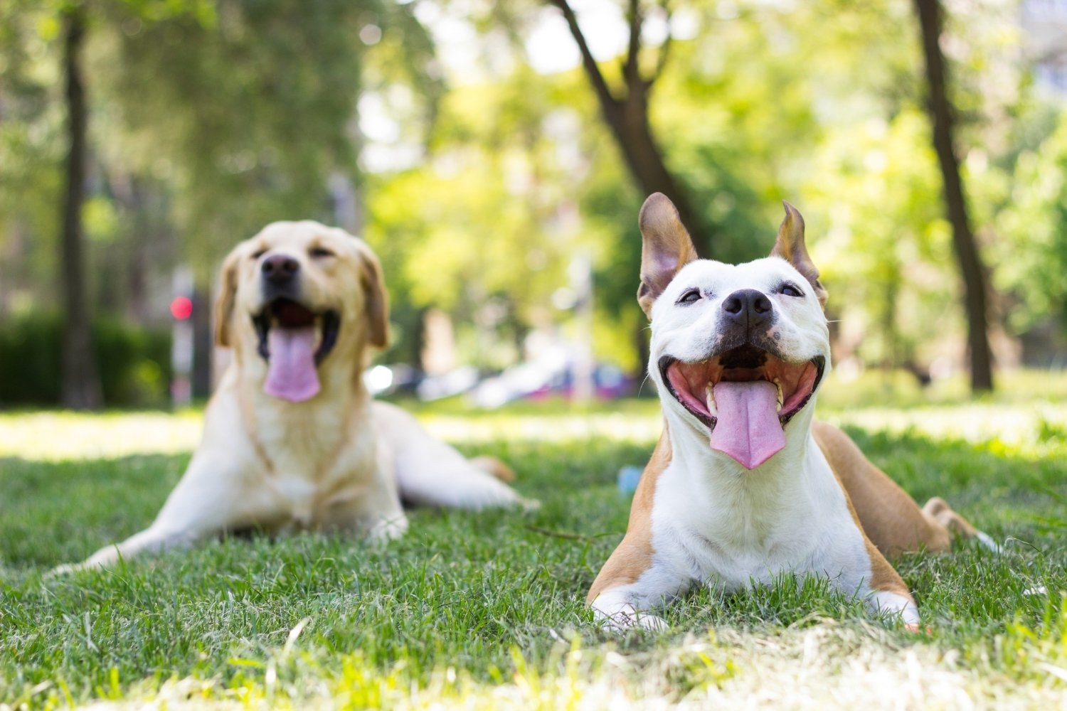 Columbus-dog-park- happy dogs