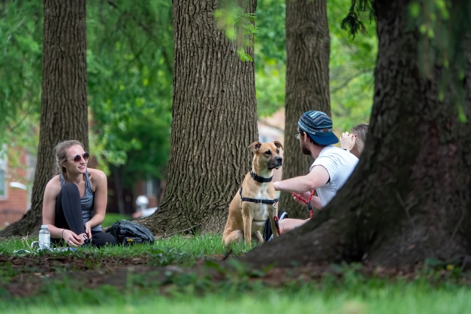 Columbus-dog-park - sitting in trees